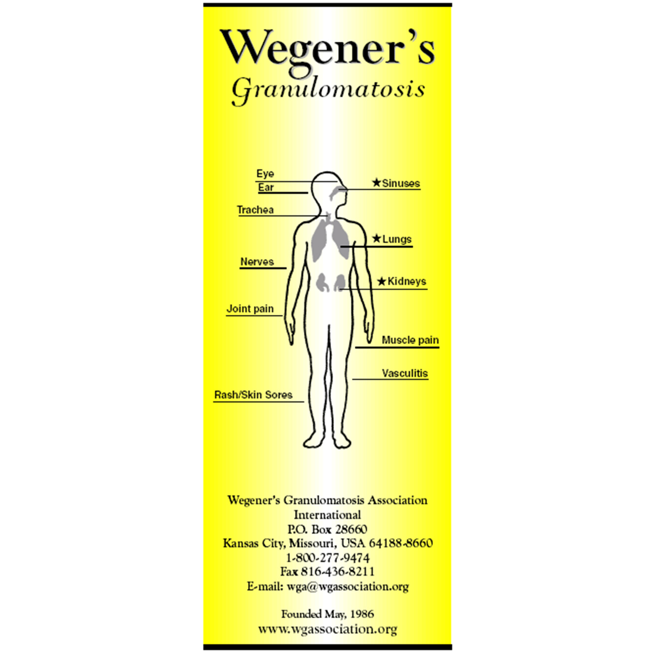 Historic yellow Wegener’s Granulomatosis Association International brochure featuring a labeled human anatomy diagram highlighting affected organs, the organization's contact information, and its founding date of May 1986.